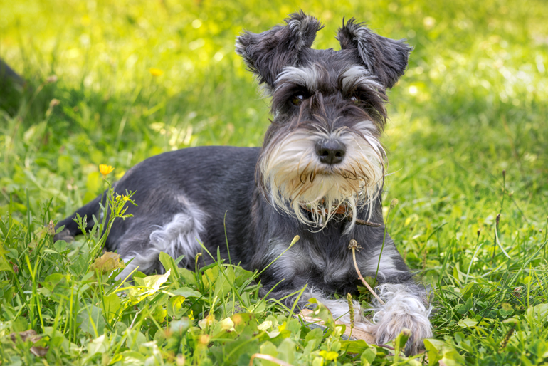 schnauzer-descansando-en-el-jardín