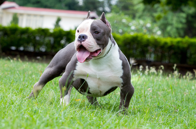 American bully en el jardin American bully en el jardin