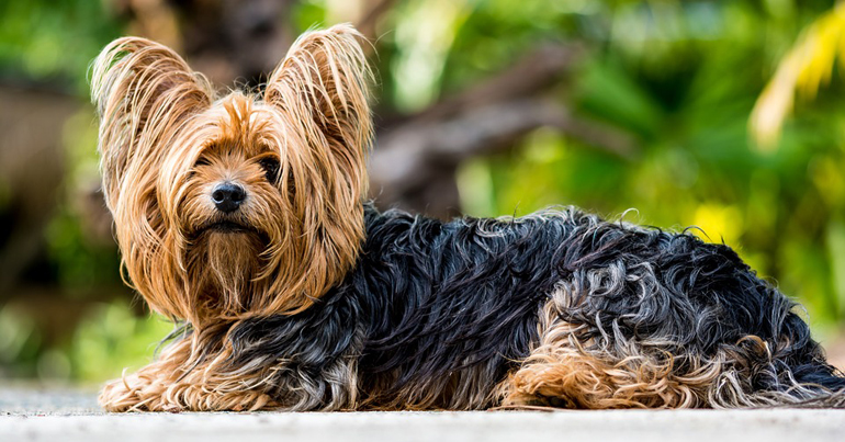 Yorkshire-terrier
