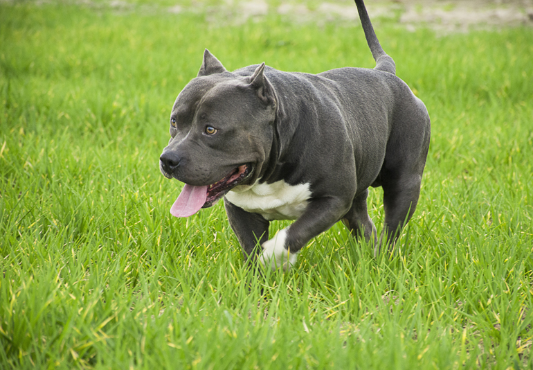 american-bully-jugando
