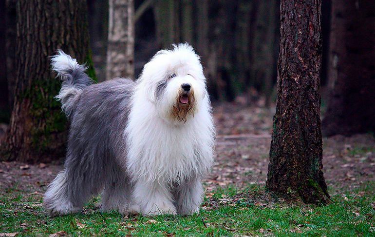 bobtail-en-el-bosque