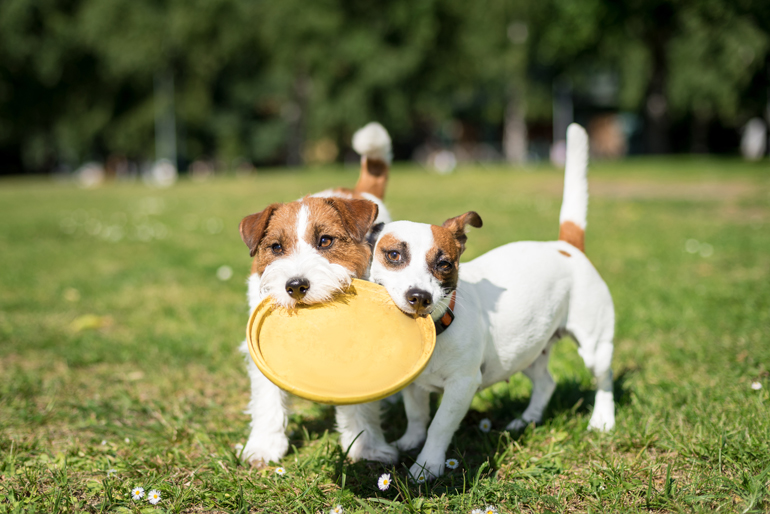 cachorros-de-jack-russell-jugando