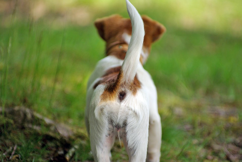 cola-de-un-perro-erguida