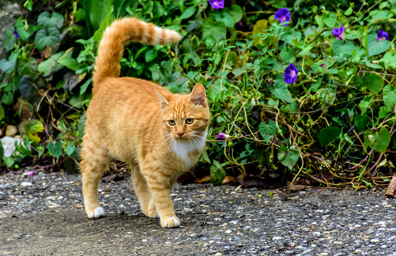 gato-atigrado-naranja-en-alerta
