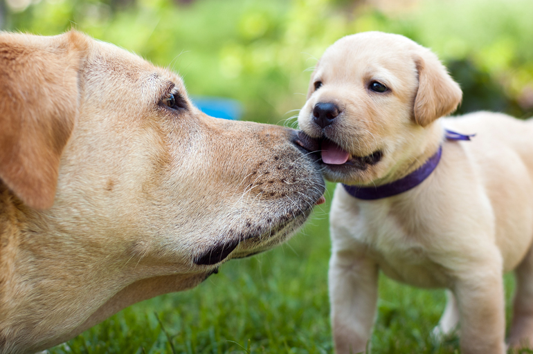 labrador-retriever-con-su-cachorro