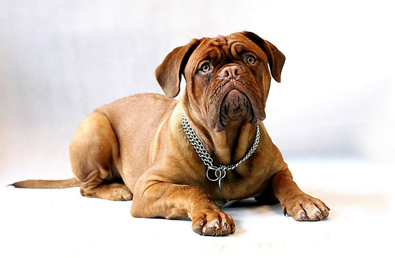 mastiff