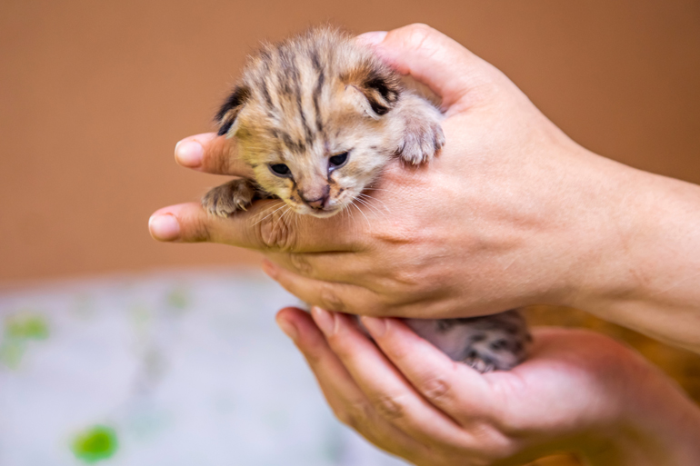 minino-de-raza-savannah