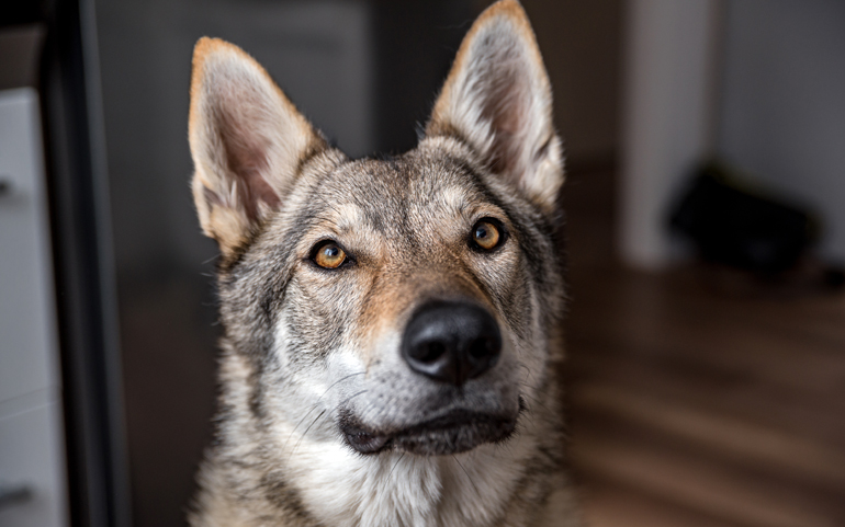 mirada-del-perro-lobo-checoslovaco