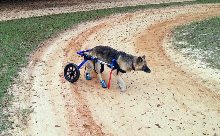 pastor-alemán-en-silla-de-ruedad