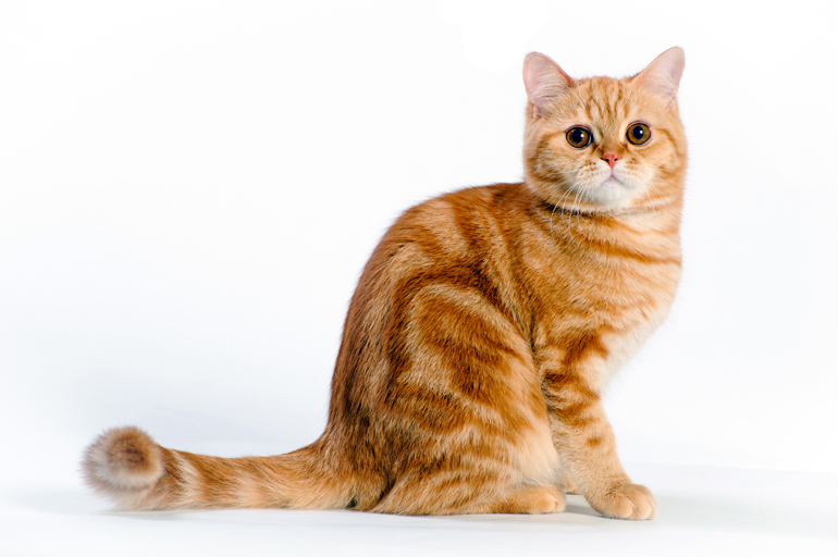 patron-de-color-naranja-atigrado-en-un-gato