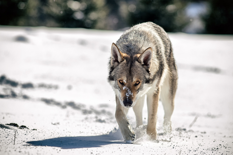 perro lobo checoslovaco en la nieve