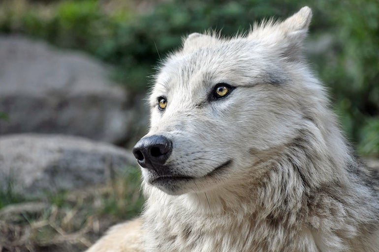 perro-pastor-con-las-orejas-hacia-atrás