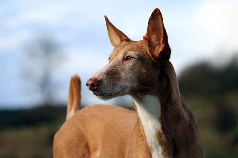 podenco iberico