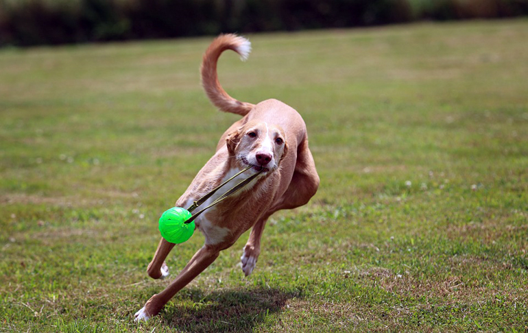 podenco-jugando-con-la-pelota