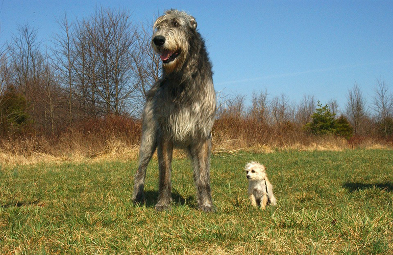 Irish-wolfhound