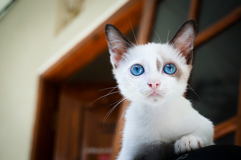 cachorro-de-gato-de-ojos-azules