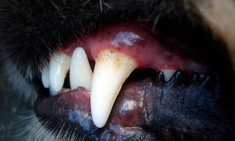 dientes-de-perro