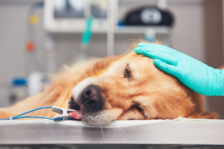 perro-en-el-veterinario-para-castracion