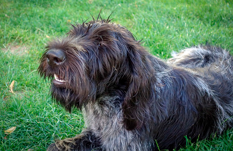 perro-enfermo-descansando