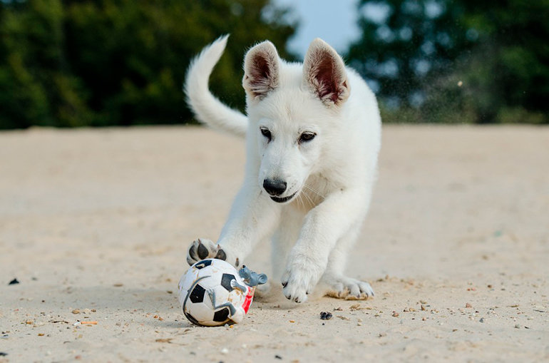 perro jugando en la arena de la playa