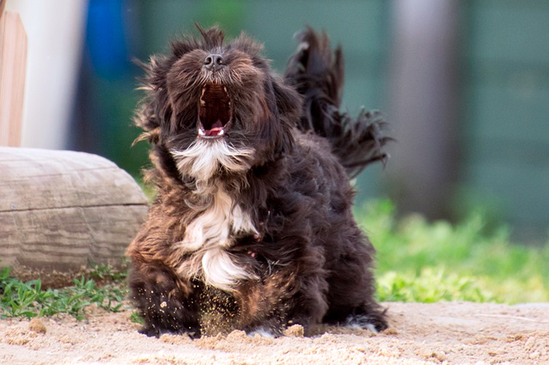 perro-ladrando