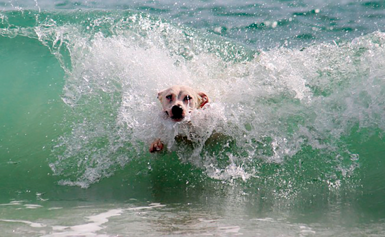 perro-nadando-en-la-playa