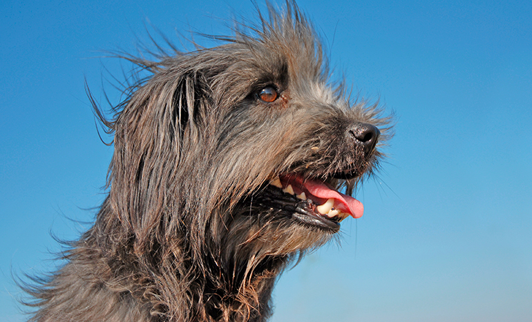 aspecto del perro pastor del pirineo aspecto del perro pastor del pirineo