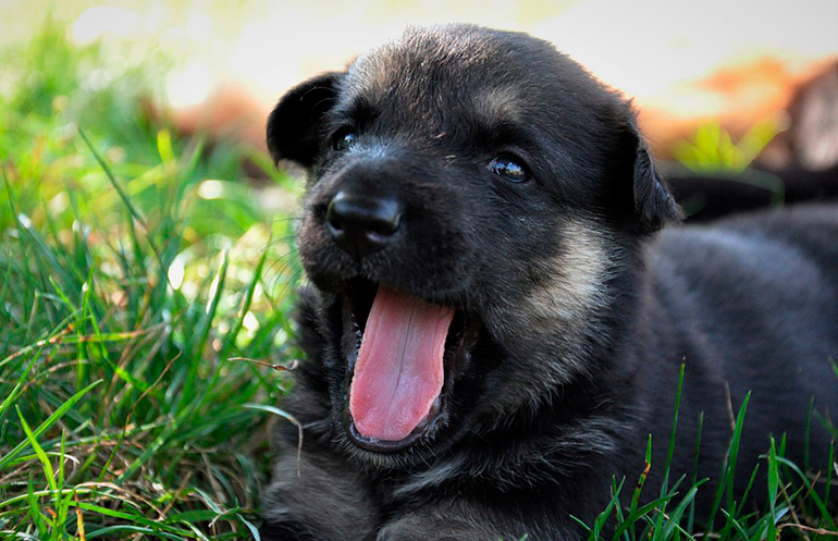 cachorrito-de-pastor-alemán