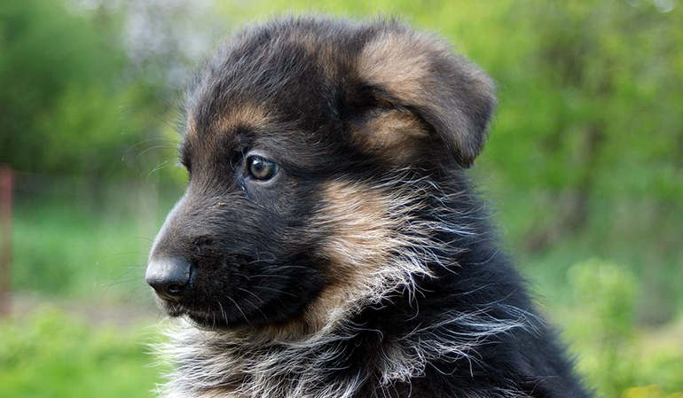 cachorrito de pastor alemán2