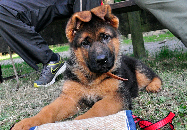 cachorro-de-pastor-alemán-en-el-parque-canino