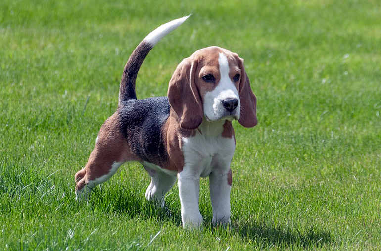 cachorro de perro beagle cachorro de perro beagle