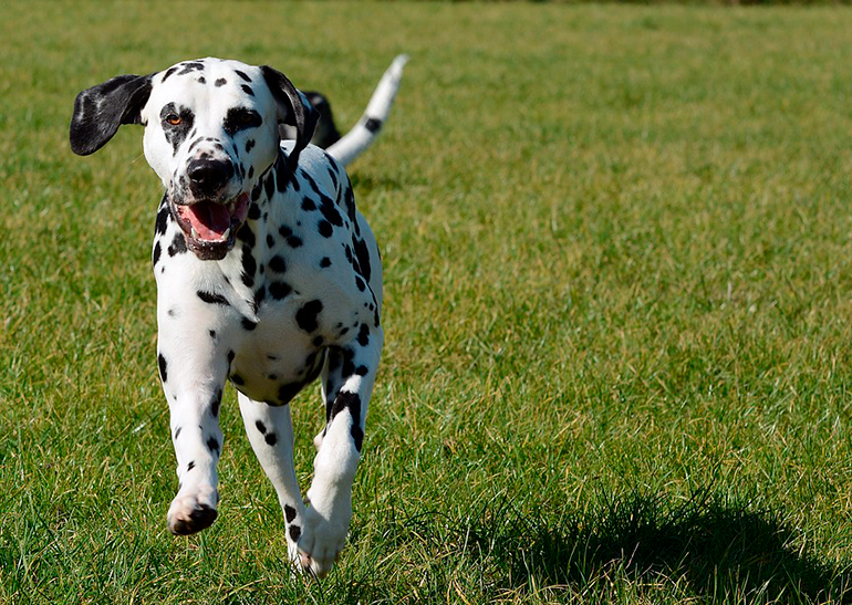 dálmata corriendo dálmata corriendo