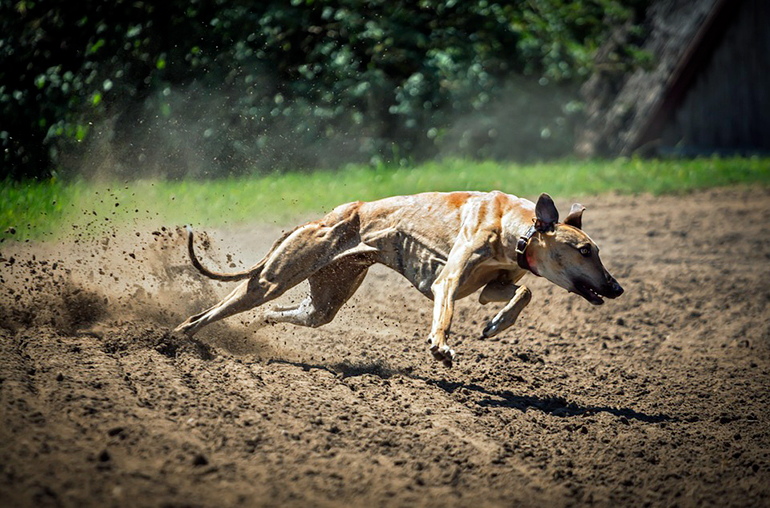 galgo-corriendo
