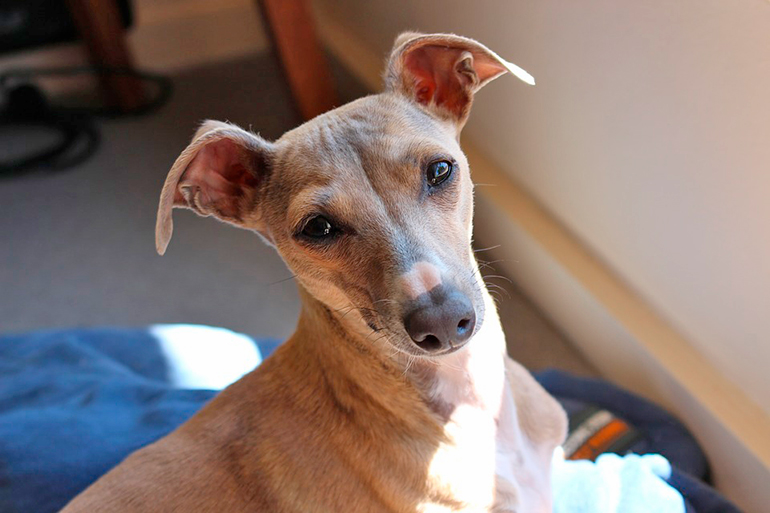 galgo italiano galgo italiano