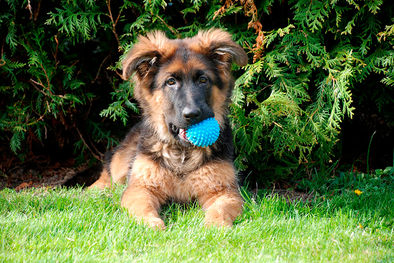 pastor-alemán-cachorro-con-una-pelota
