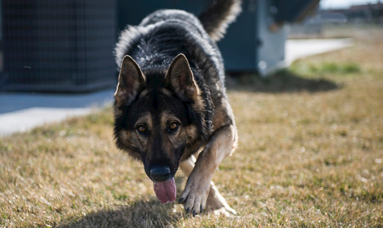 pastor-alemán-sable-observando