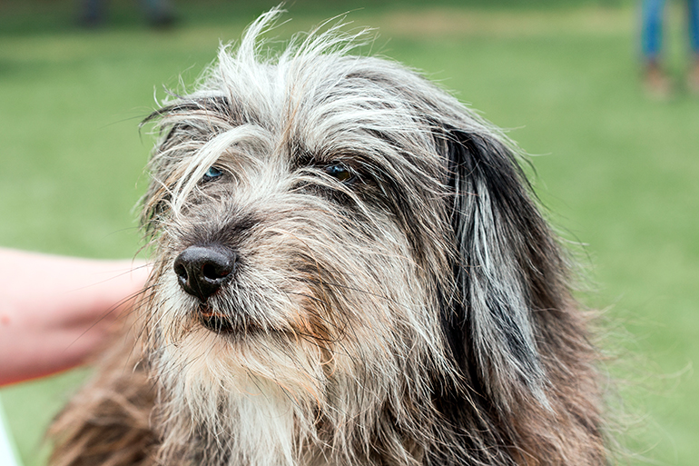 perro-pastor-del-pirineo