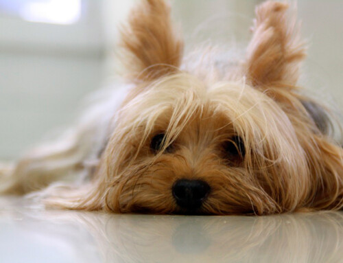 Enfermedades más frecuentes de las razas pequeñas