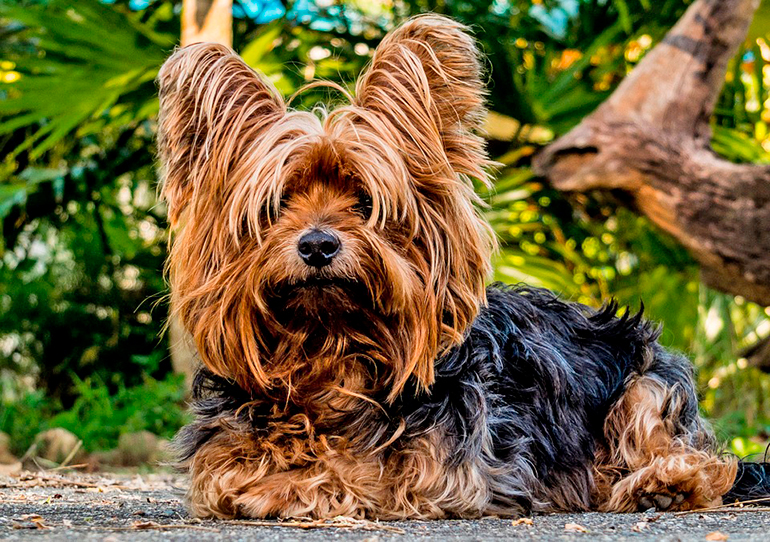 yorkshire terrier tumbado