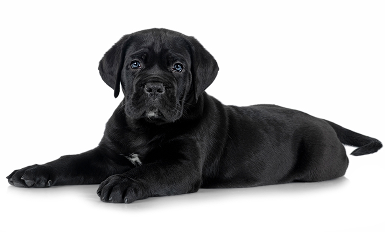 Cachorro-de-Cane-Corso