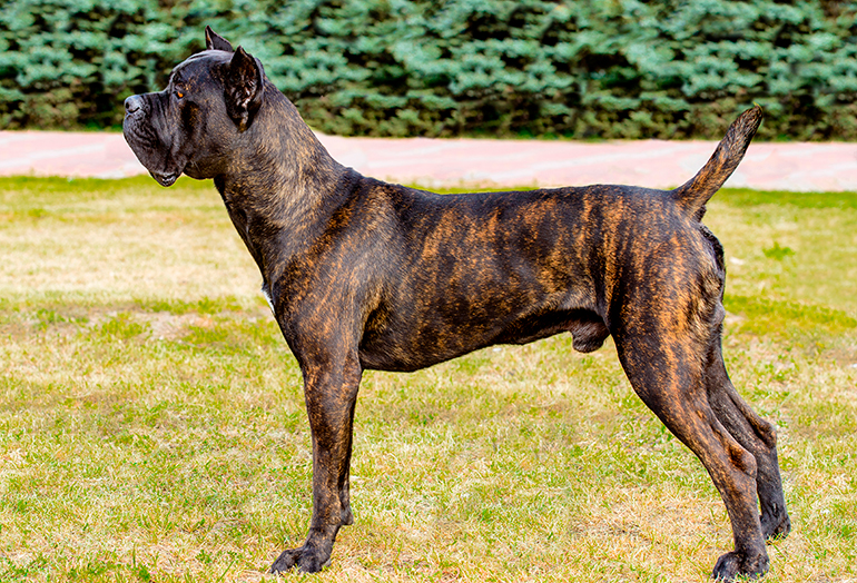 Cane-Corso-en-posición-de-alerta