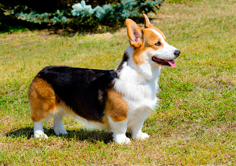 Corgi-galés-en-el-jardín