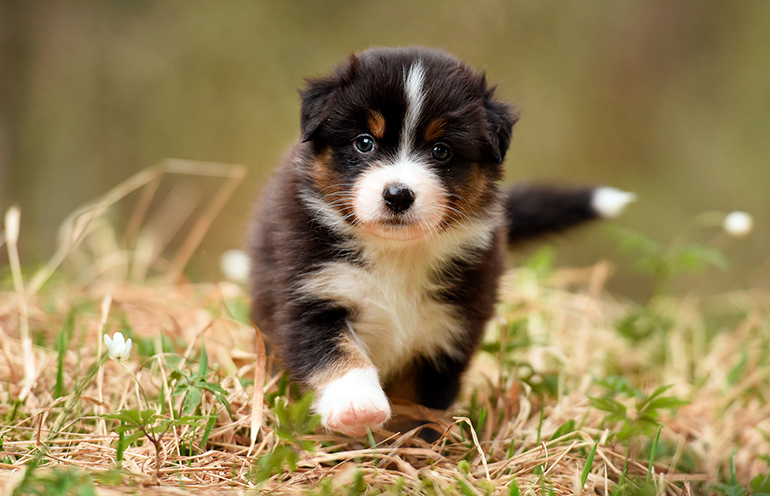 cachorro-de-pastor-australiano