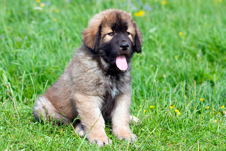 cachorro-de-perro-mastín-español