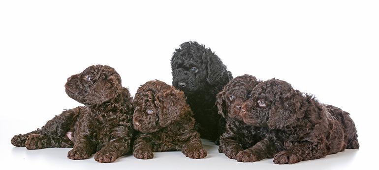 cachorros-de-perro-de-raza-barbet