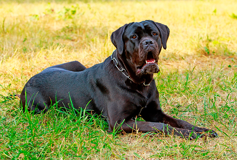 cane-corso-tumbado-sobre-la-hierba