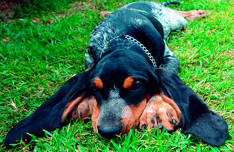 gran azul de gascuña