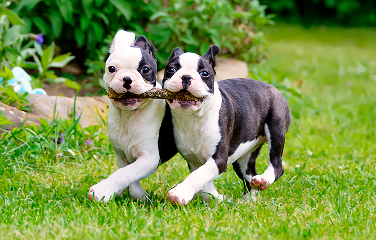 pareja-de-boston-terrier-cachorros