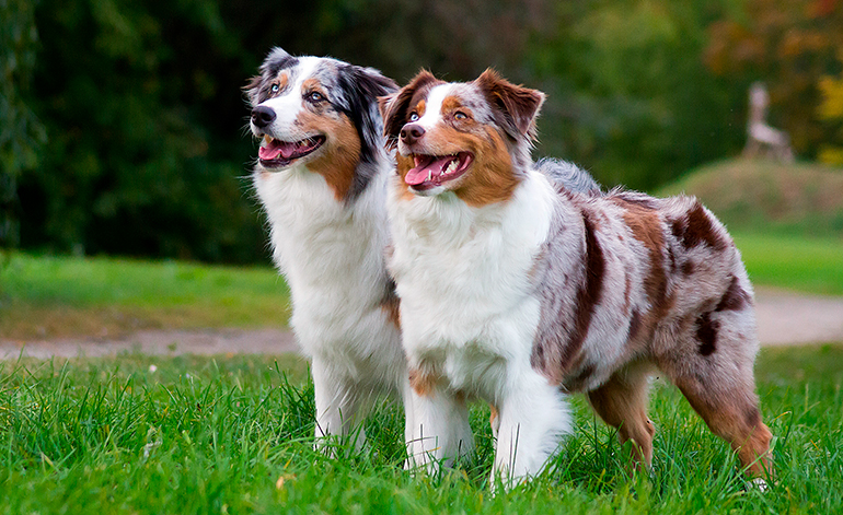 pareja-de-pastores-australianos-en-el-campo