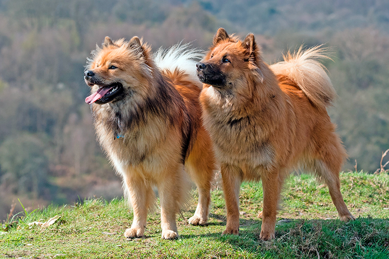 pareja-de-perros-de-raza-aurasier